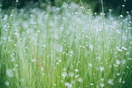 （珍）シラタマホシクサ