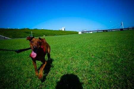 走れピンシャー。