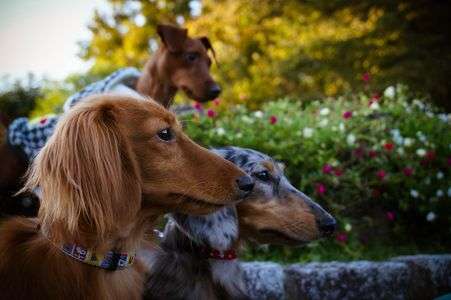 三匹が見つめる先