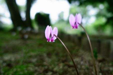 シクラメン