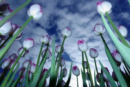 アイスチューリップ