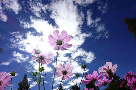 コスモス