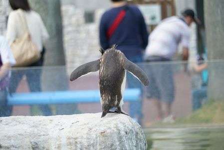 空も飛べるはず