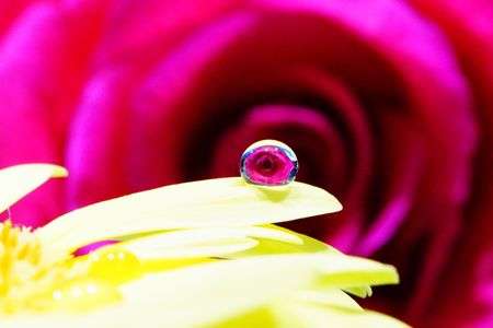 αカフェ体験会～雫の中のお花を撮ろう～ に参加して。