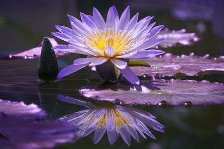 ～望遠レンズで植物園のお花撮影を楽しむ～に参加して