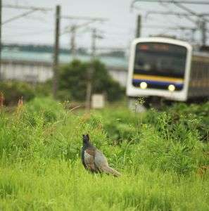 電車にさようなら