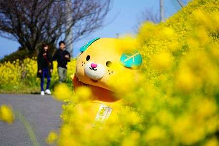 みきゃんさんと菜の花