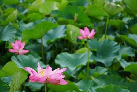 今年も来ました川越伊佐沼 古代蓮