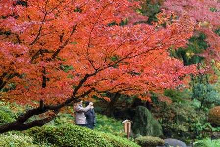 紅葉を思い出に