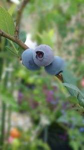 我が家のブルーベリー