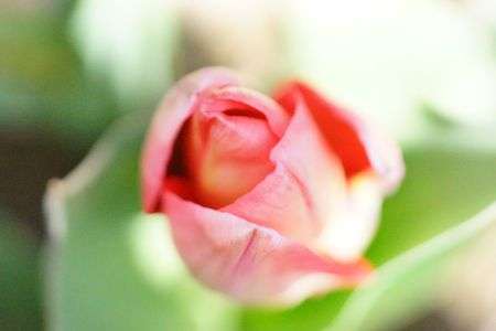 娘が植えたチューリップ