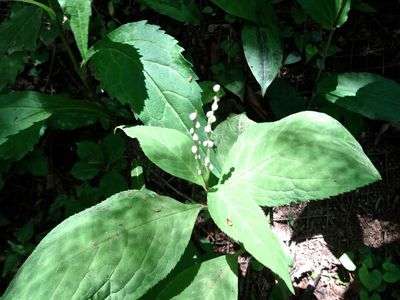 閑かに目だたないように