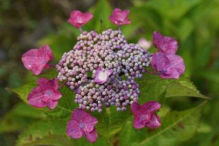 あじさい　№4　大乗寺丘陵公園