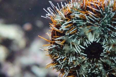 sea urchin