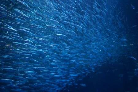名古屋港水族館