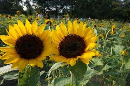 双子のひまわり
