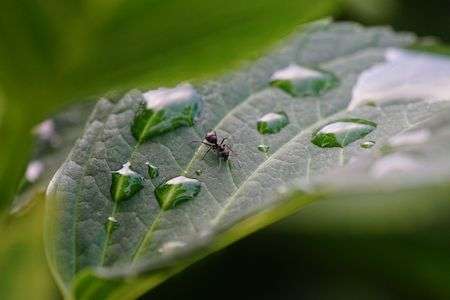 あじさいの葉で