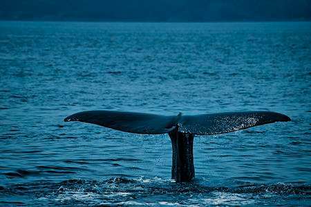 マッコウクジラさんの雄姿