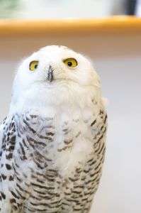 ふくろうカフェ！！