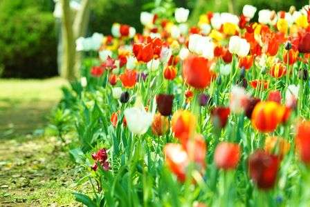 チューリップRoad