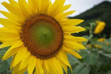 雨上がりのひまわり