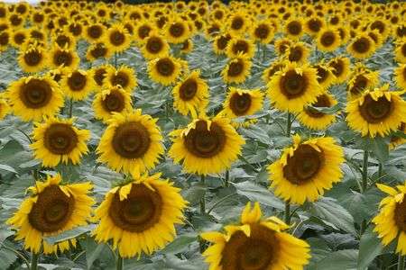 雨上がりのひまわり