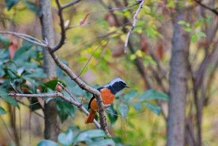 枝の上から覗き込むジョビオ