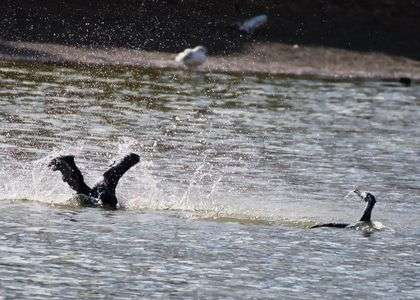 カワウの水浴び