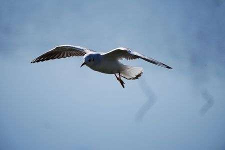 旋回するユリカモメ