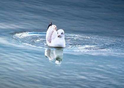 グルグルと旋回するユリカモメ