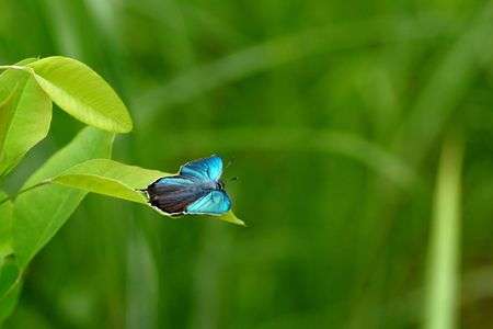 メスアカミドリシジミ