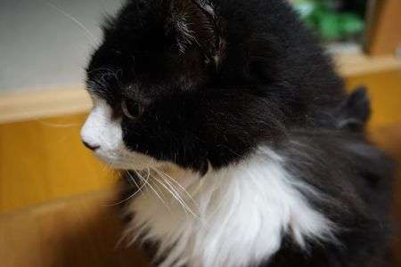 レンズを見てくれない・・・