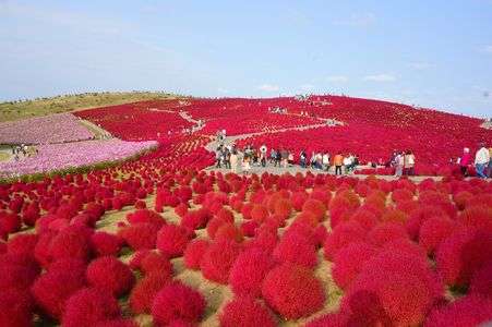 ひたちなか海浜公園のコキア①