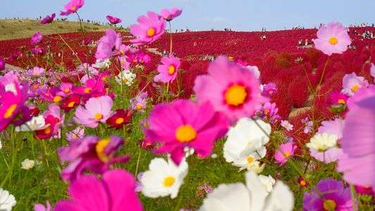 ひたちなか海浜公園のコキア③