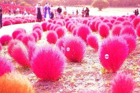 ひたちなか海浜公園のコキア④