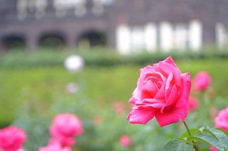 東京都北区、旧古河庭園のマリアカラス②