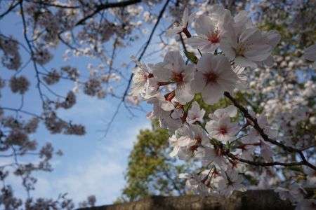 お花見はやっぱり花でしょう！