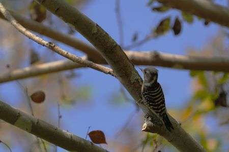 秋のコゲラ、食欲旺盛