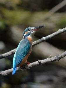 カワ セミ子さん