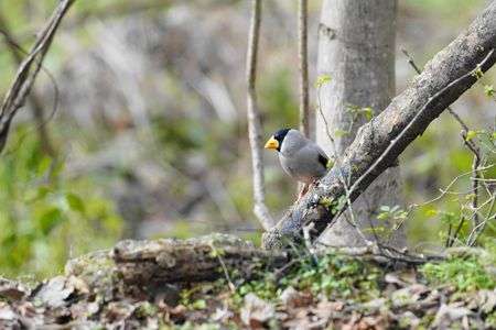 イカルがやってきた