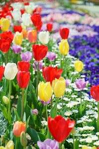 4月のプリンセス