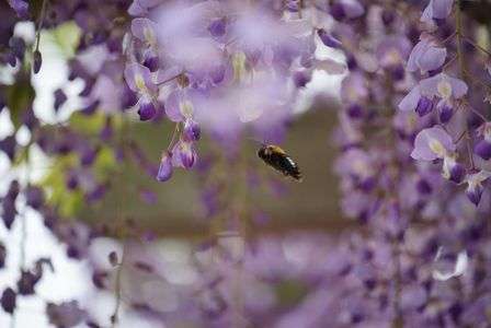 待望の望遠レンズ