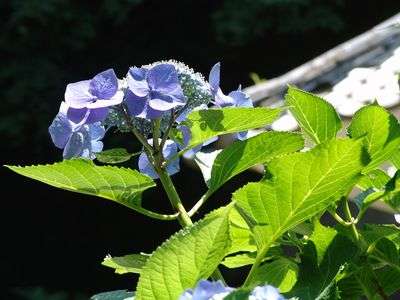 明月院の紫陽花