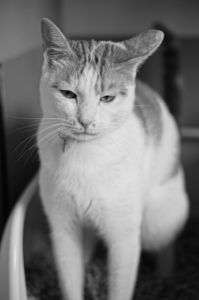 今日も平和な朝。