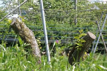 切り株　１　２