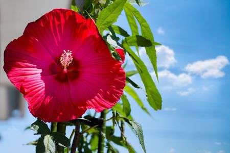 -Aloha Bloom- 我が家の南国風花壇　ハイビスカスとタイタンビカス編