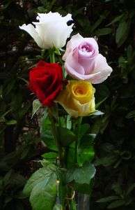 FOUR ROSES is flower-flavored.