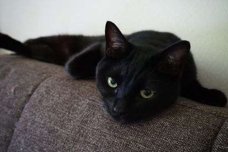 めっちゃ退屈なのです（政宗）