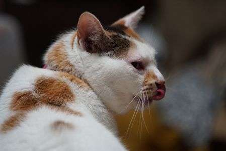 α7s試し撮り。ISO6400。