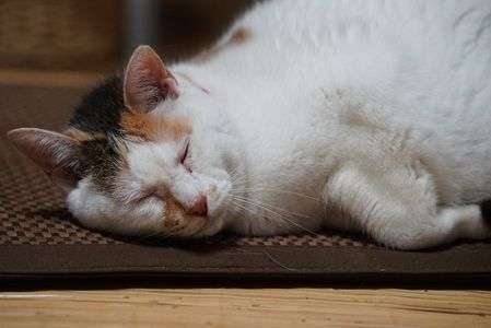 α7s試し撮り。ISO12800